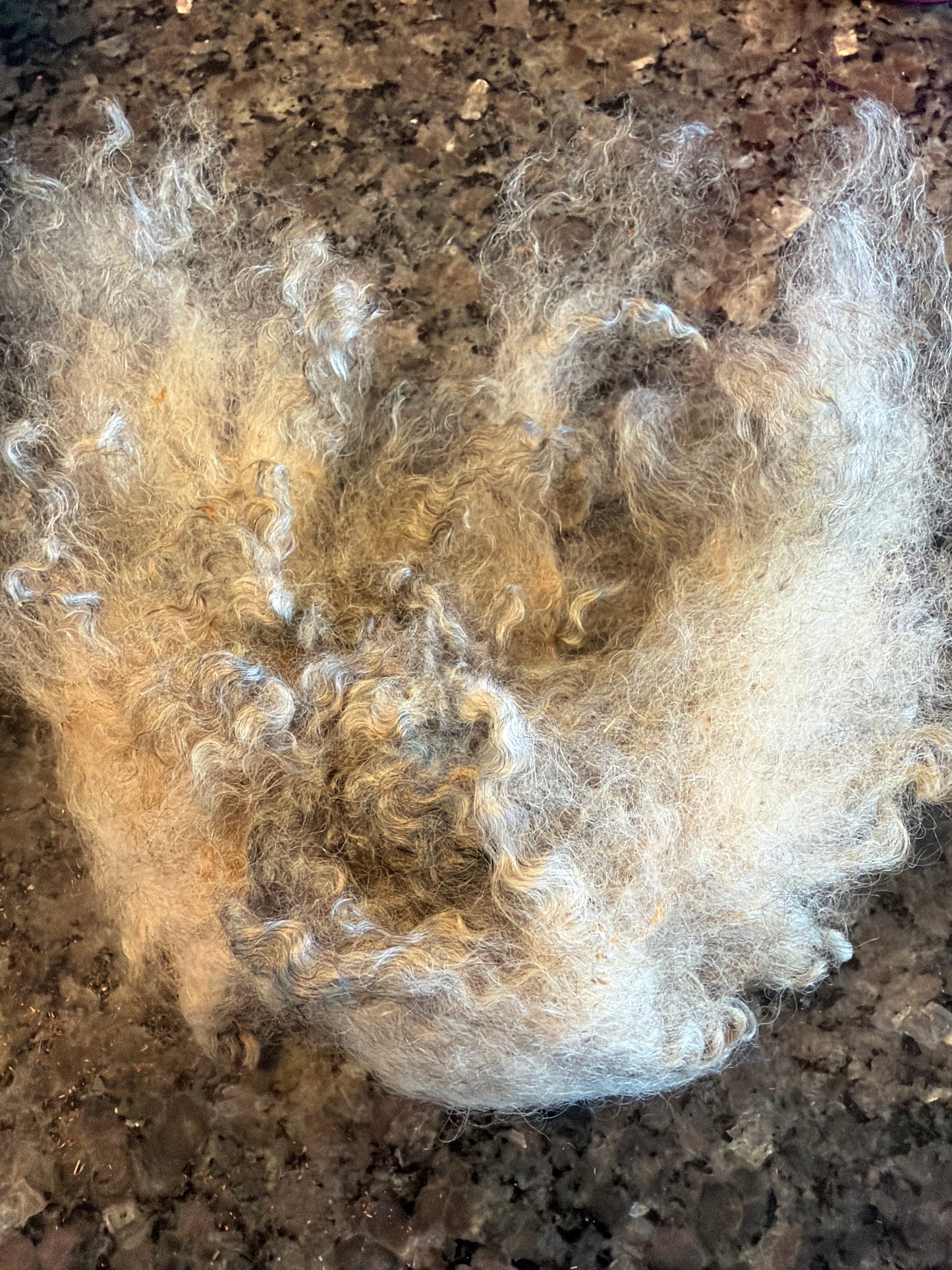Raw Gotland Fleece (Kahlia) 2lbs 10 oz