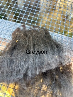Fall Shearing Raw Shetland Fleece-Grayson 2.5lbs