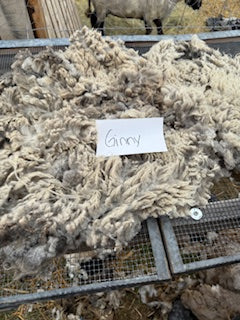Spring Shearing Raw Fleece-Ginny