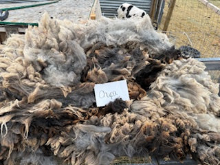 Spring Shearing Raw Fleece-Chupa