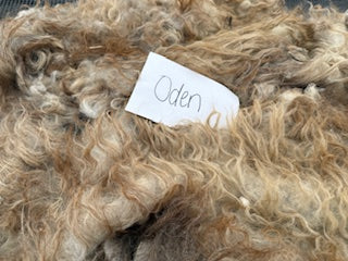 Spring Shearing Raw Fleece-Oden