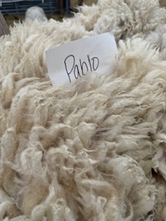 Spring Shearing Raw Fleece-Pablo