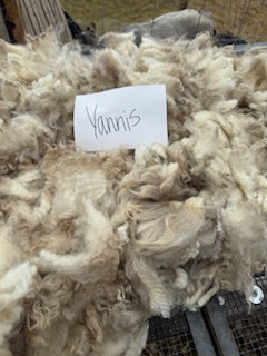 Spring Shearing Raw Fleece-Yanis