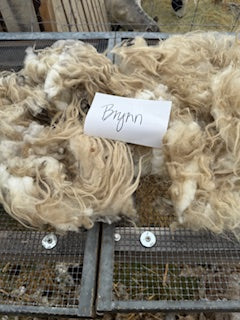 Spring Shearing Raw Fleece-Brynhilda