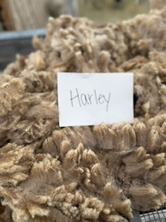 Spring Shearing Raw Fleece-Harley