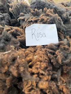 Spring Shearing Raw Fleece-Rosa