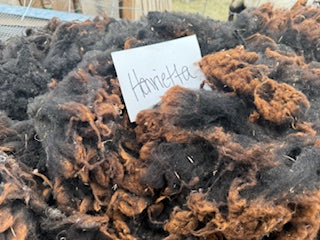 Spring Shearing Raw Fleece-Henrietta
