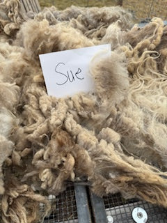 Spring Shearing Raw Fleece-Sue