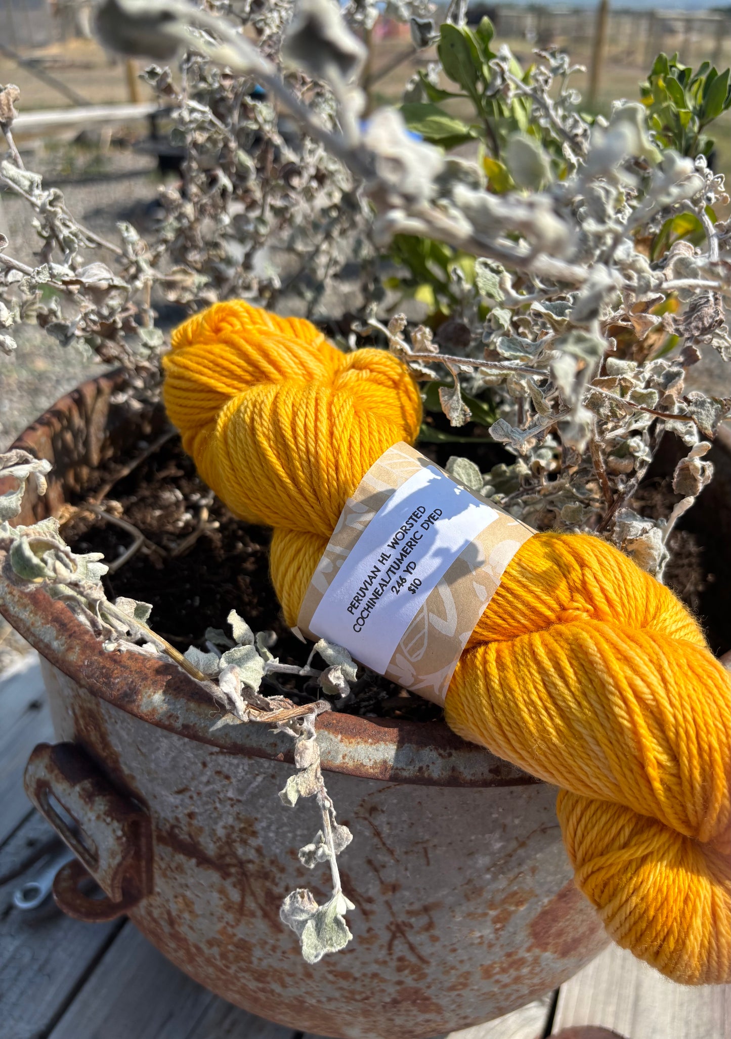 Natural Dyed Yarn-Merigold Dyed Fingerling (3/4 Merino, 1/4 Recycled Nylon) 437 yds
