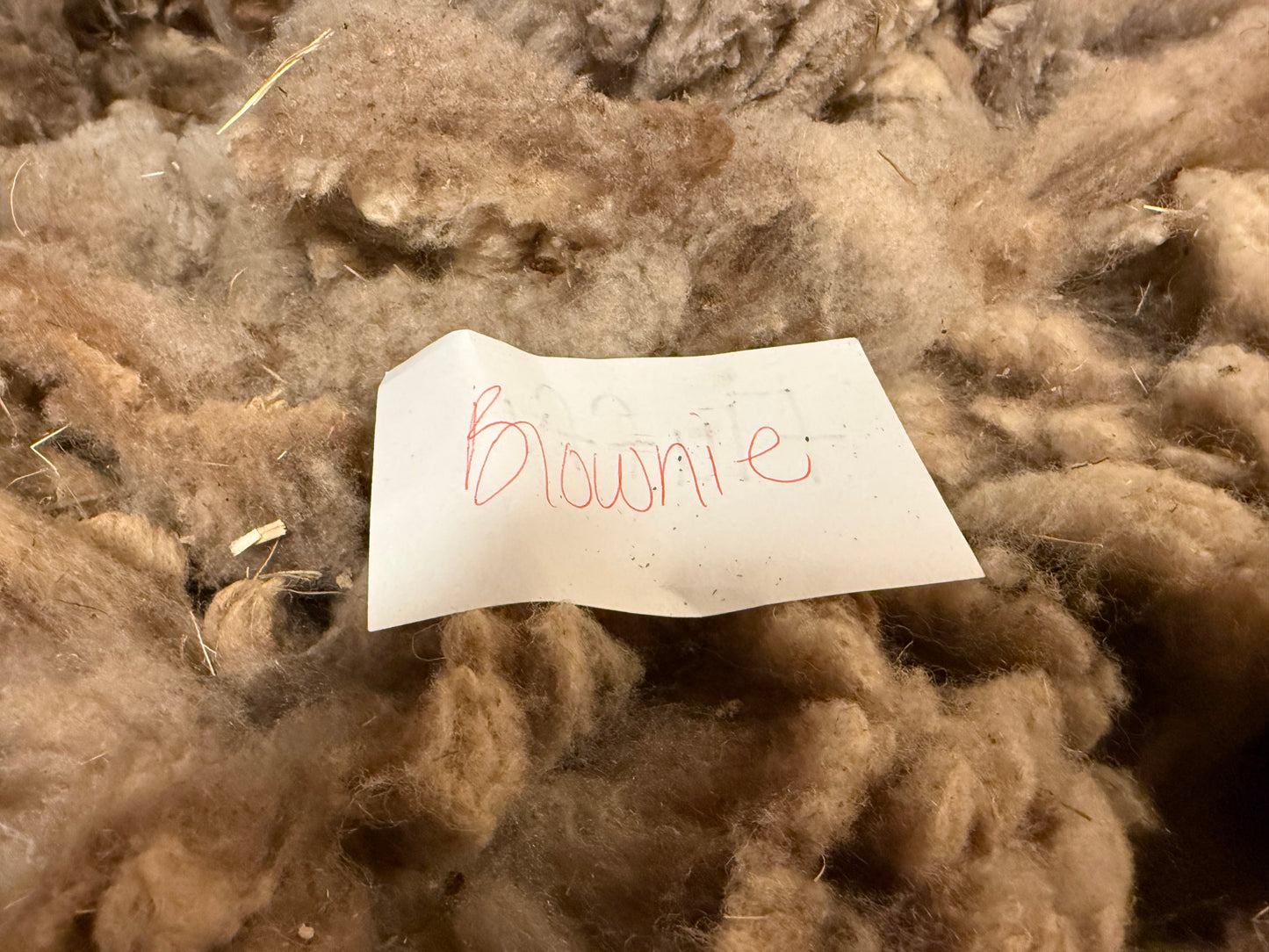 Spring Shearing Raw Fleece-Shetland-Brownie (4lbs)