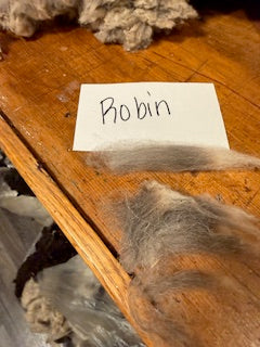 Spring Shearing Raw Finn Cross Lamb Fleece-Robin (1.75lbs)