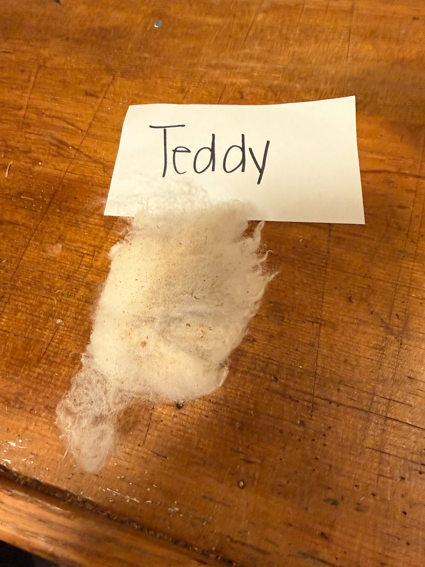 Spring Shearing Raw Babydoll Lamb Fleece -Teddy (2lbs)