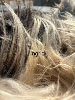 Fall Shearing Raw Icelandic Fleece-Ingrid 1.7lbs