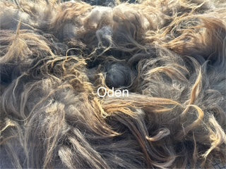Fall Shearing Raw Icelandic Fleece-Oden 2.6lbs