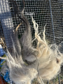 Fall Shearing Raw Icelandic Fleece-Ivan 2 lbs
