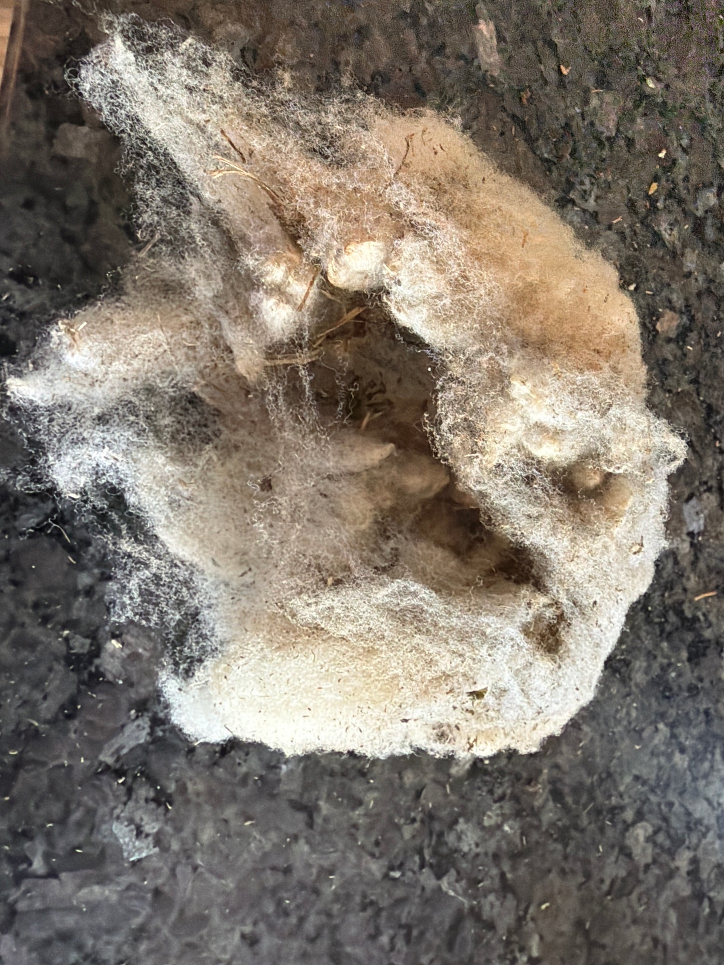Raw Rambouillet Fiber (White) Small bag