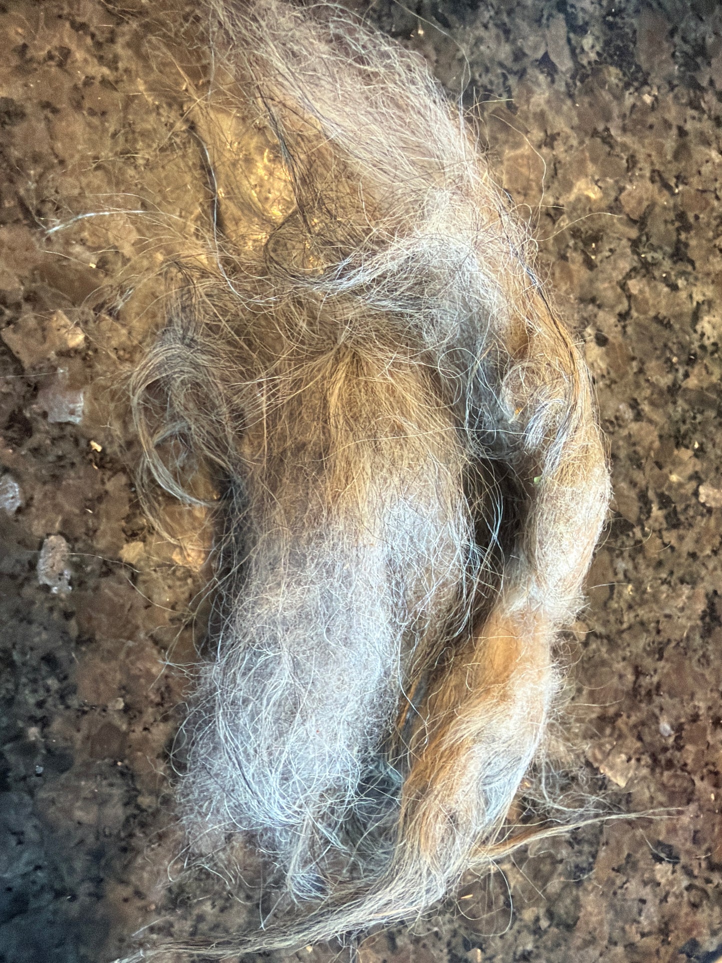 Full Icelandic Fleece (Ivan) 2 lbs