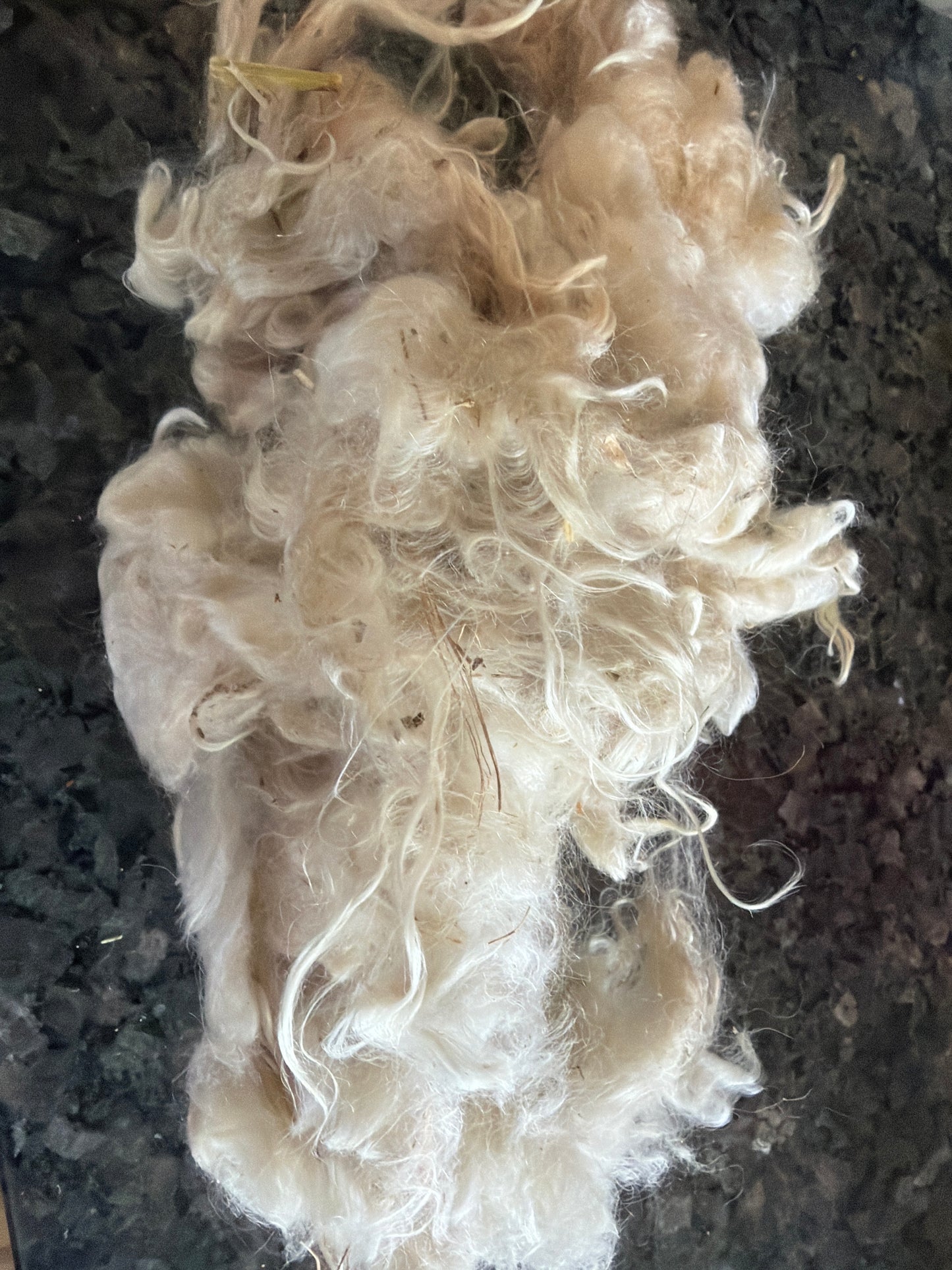 Raw Pygora Fleece-Scotch-Heavy VM