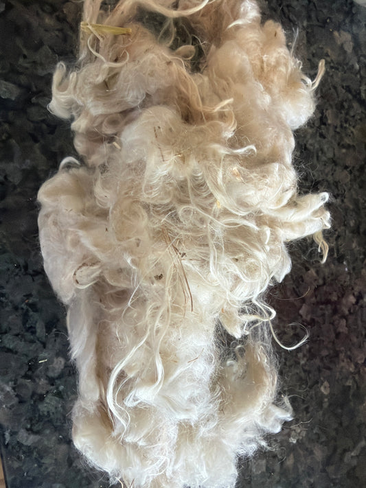 Raw Pygora Fleece-Scotch-Heavy VM