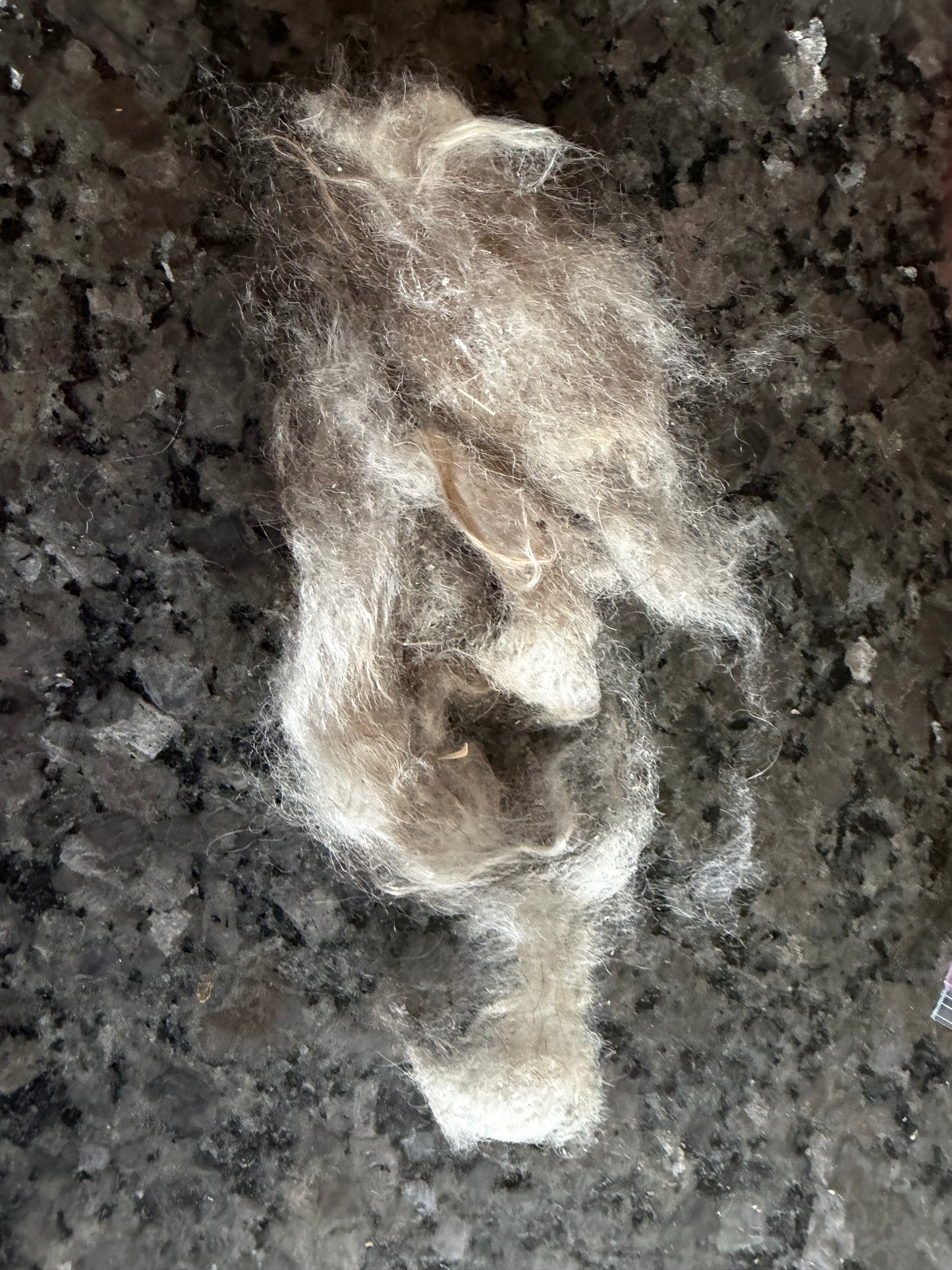 Washed Pygora Fiber (Huckleberry)