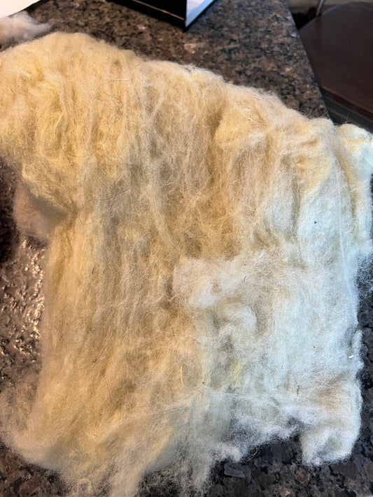 Tinted BFL roving