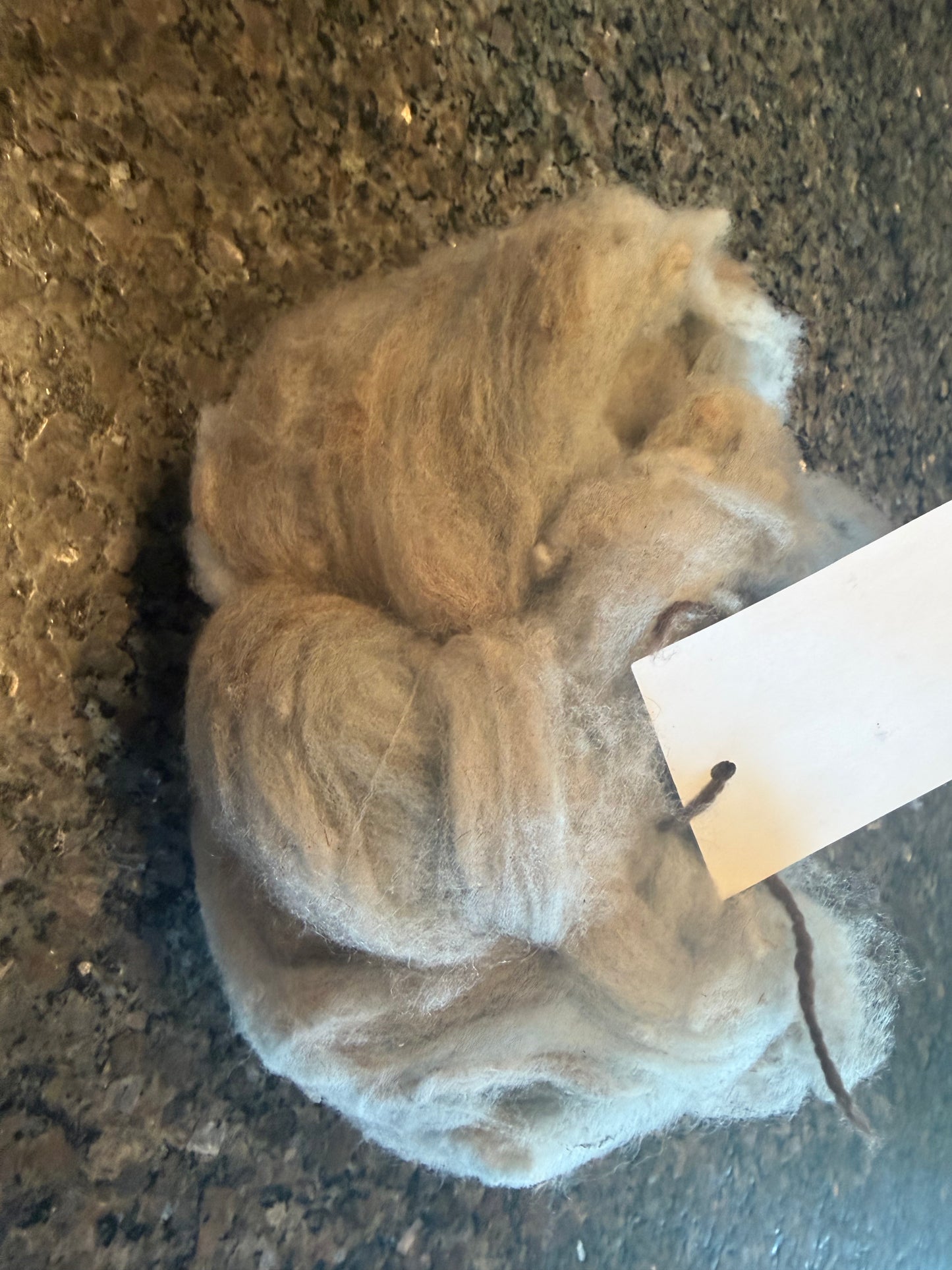 Naturally Dyed Indigo/Madder Targhee X Roving