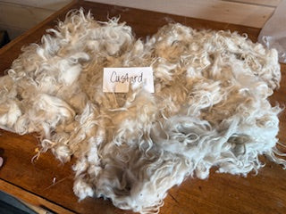 Spring  Shearing Raw Pygora Fiber-Full Fleece (Custard) 1.5 lbs