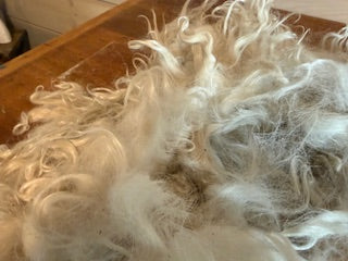 Spring  Shearing Raw Pygora Fiber-Full Fleece (Custard) 1.5 lbs