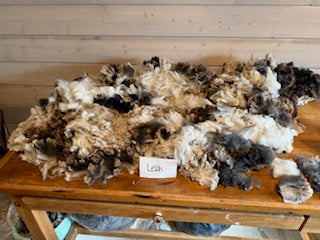 Spring Shearing Raw Fleece-Leah (Jacob) 3.75lbs