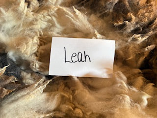 Spring Shearing Raw Fleece-Leah (Jacob) 3.75lbs