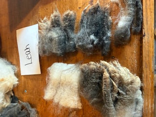 Spring Shearing Raw Fleece-Leah (Jacob) 3.75lbs
