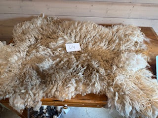Spring Shearing Raw Targhee Cross Lamb Fleece -(Lily) 2lbs