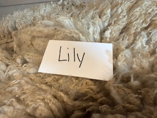 Spring Shearing Raw Targhee Cross Lamb Fleece -(Lily) 2lbs