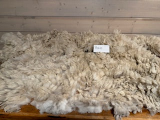 Spring Shearing Raw Fleece-BFL-Pablo (3.25lbs)