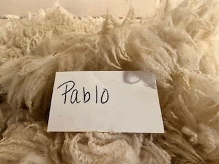 Spring Shearing Raw Fleece-BFL-Pablo (3.25lbs)