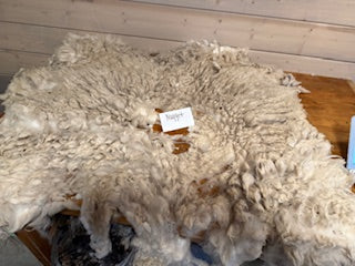 Spring Shearing Raw Targhee/Icelandic Cross Lamb Fleece-Nugget 2.5lbs