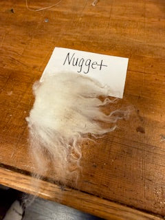 Spring Shearing Raw Targhee/Icelandic Cross Lamb Fleece-Nugget 2.5lbs