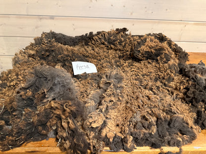 Spring Shearing Raw Fleece-Finn-Keesa (3lb)