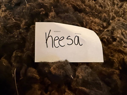 Spring Shearing Raw Fleece-Finn-Keesa (3lb)