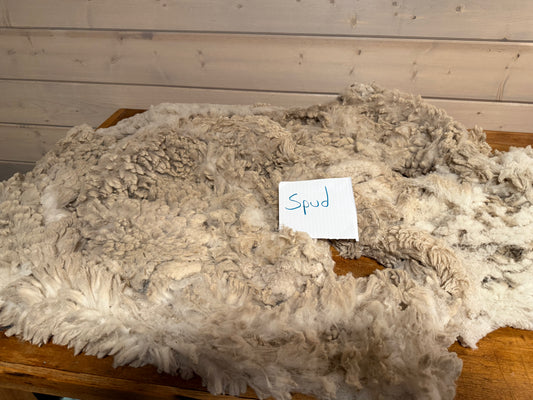 Spring Shearing Raw Targhee -Spud (3lbs)