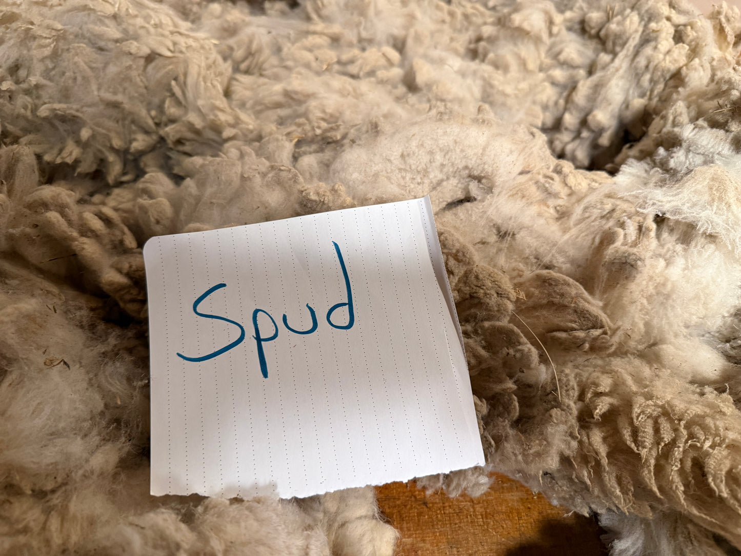 Spring Shearing Raw Targhee -Spud (3lbs)