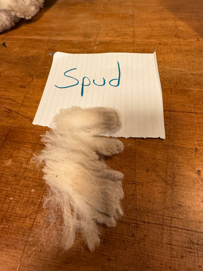 Spring Shearing Raw Targhee -Spud (3lbs)
