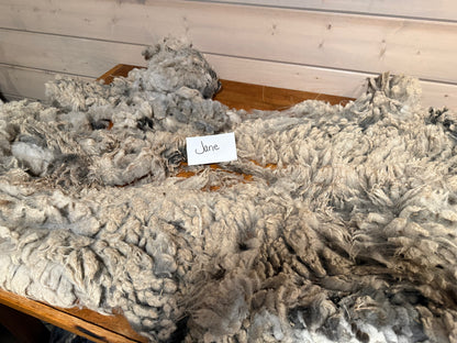 Spring Shearing Raw Fleece-Shetland-Jane (2lb)