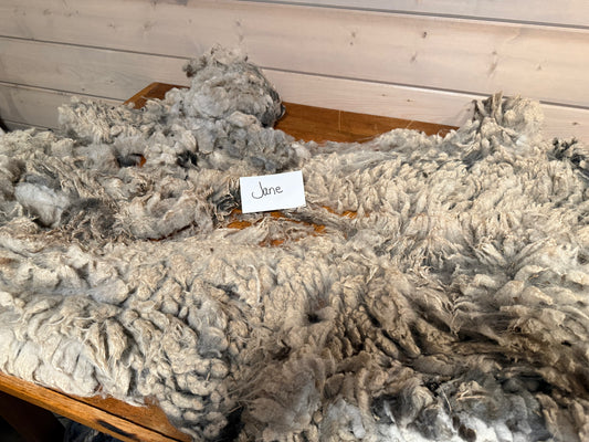 Spring Shearing Raw Fleece-Shetland-Jane (2lb)