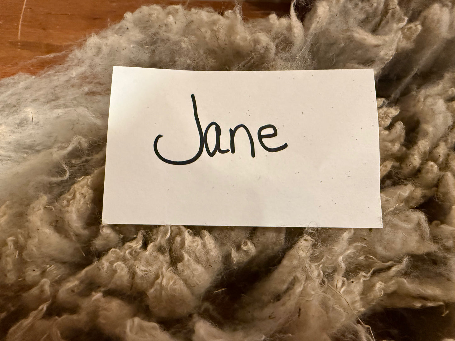Spring Shearing Raw Fleece-Shetland-Jane (2lb)