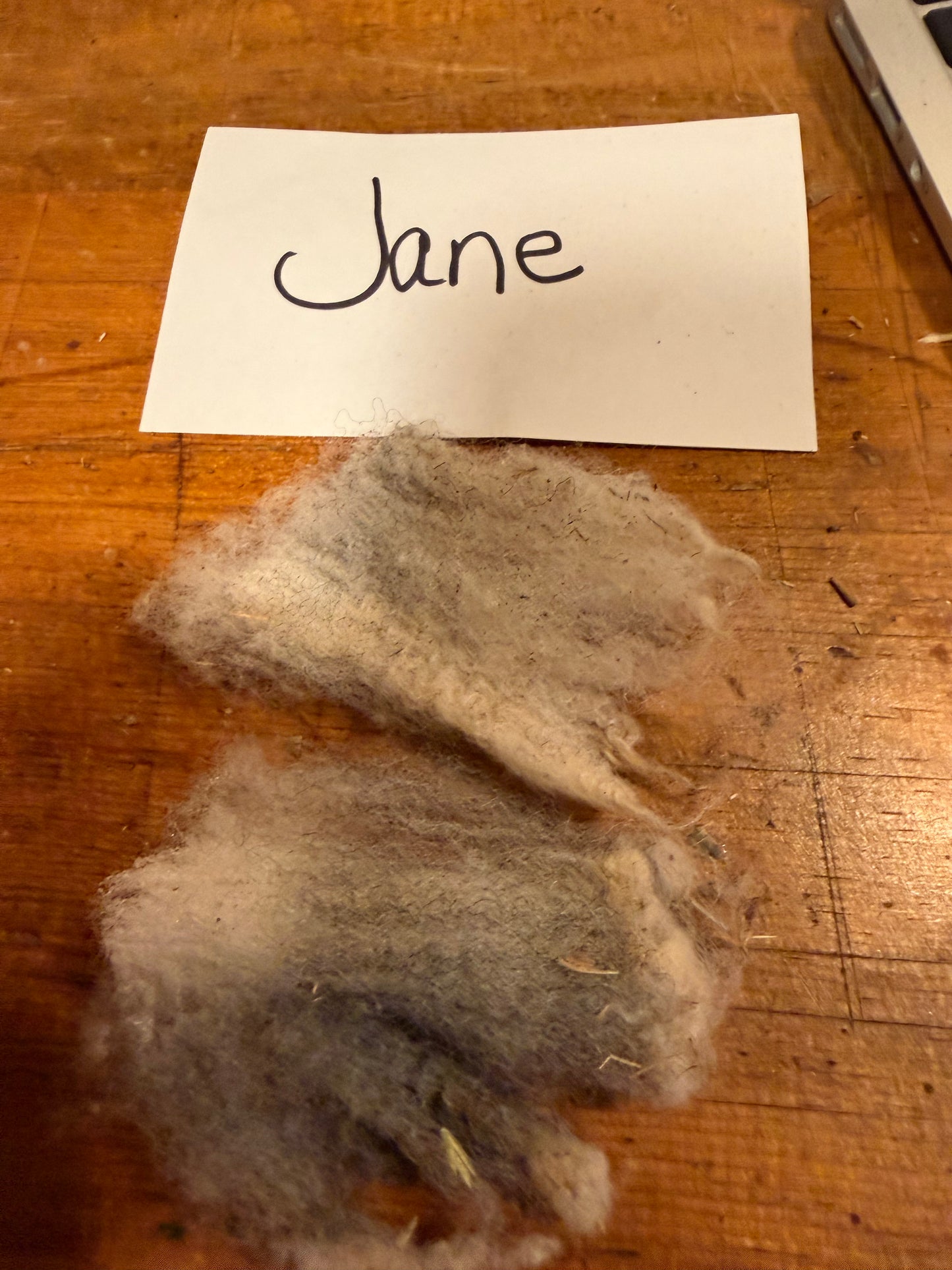 Spring Shearing Raw Fleece-Shetland-Jane (2lb)