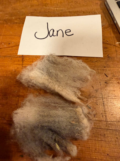 Spring Shearing Raw Fleece-Shetland-Jane (2lb)