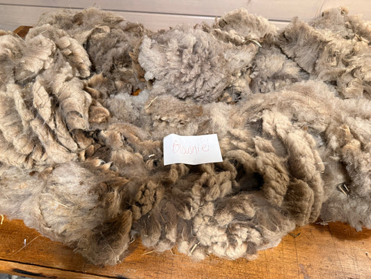 Spring Shearing Raw Fleece-Shetland-Brownie (4lbs)