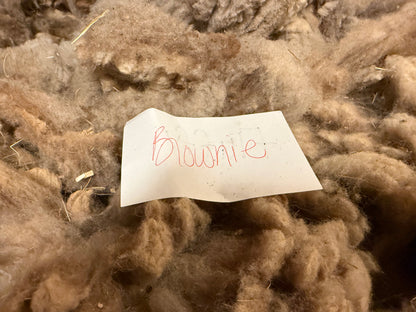 Spring Shearing Raw Fleece-Shetland-Brownie (4lbs)