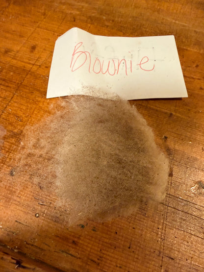 Spring Shearing Raw Fleece-Shetland-Brownie (4lbs)